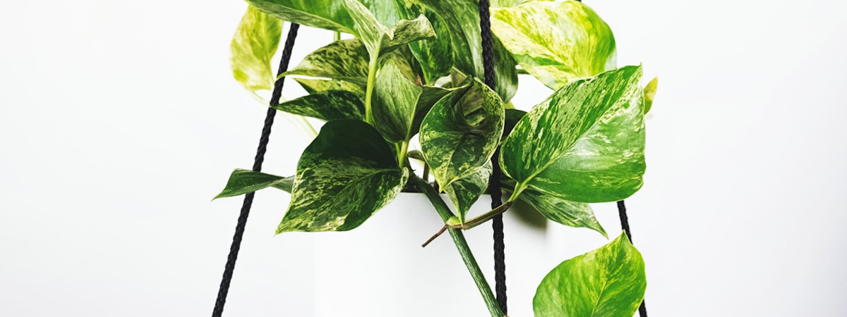 欧冠联赛深度分析报道配图 - 球场全景与战术板叠加